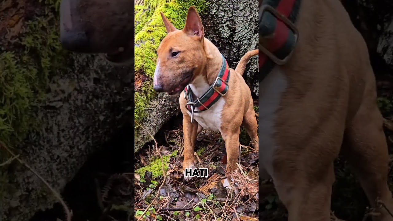 Bull terrier vs Jagdterrier #youtubeshorts #anjingpemburu