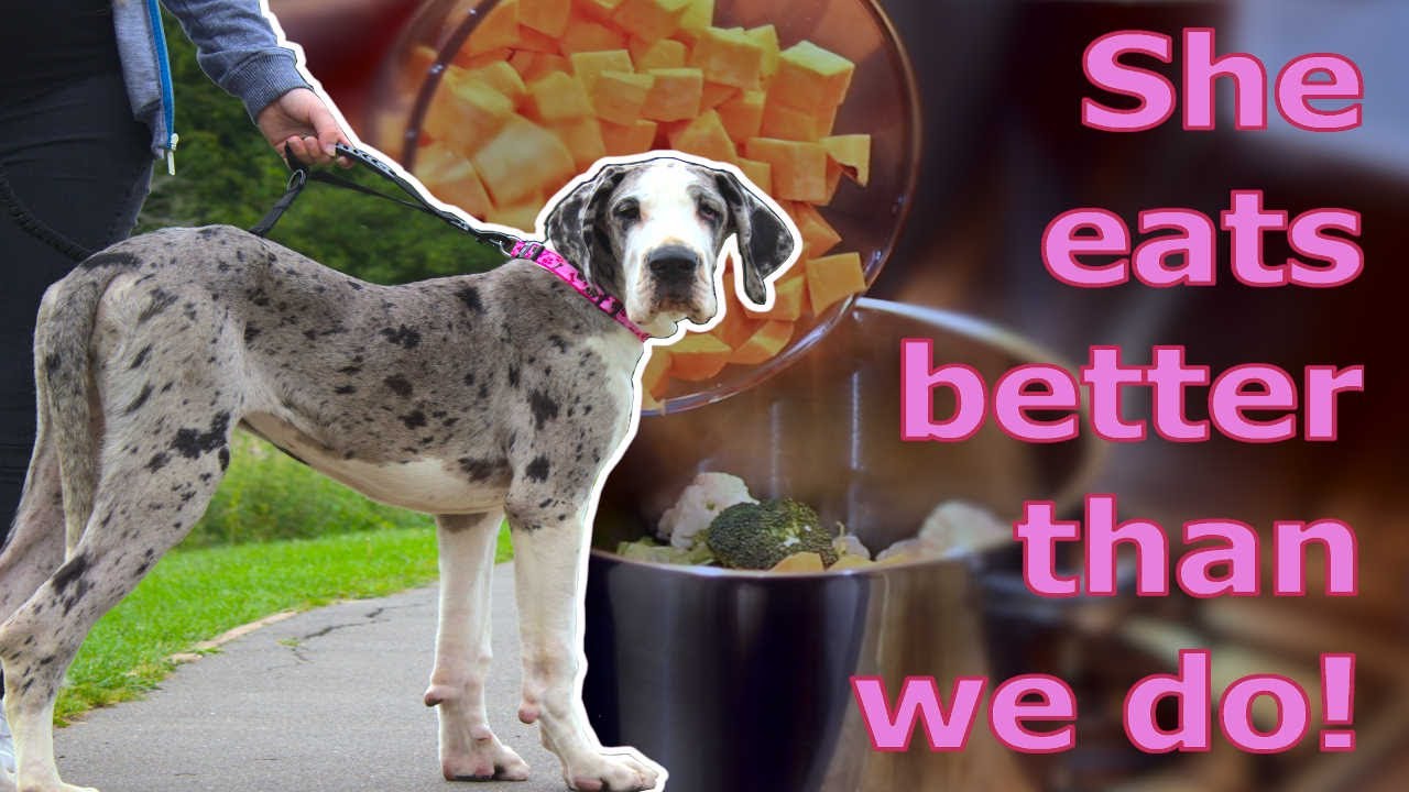 Our Great Dane's HOME COOKED food
