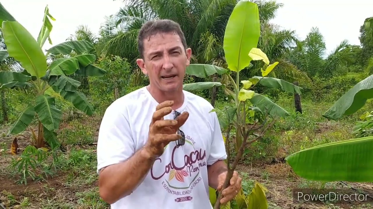 Ácaro da Gema, pragas e doenças que paralisam a planta.