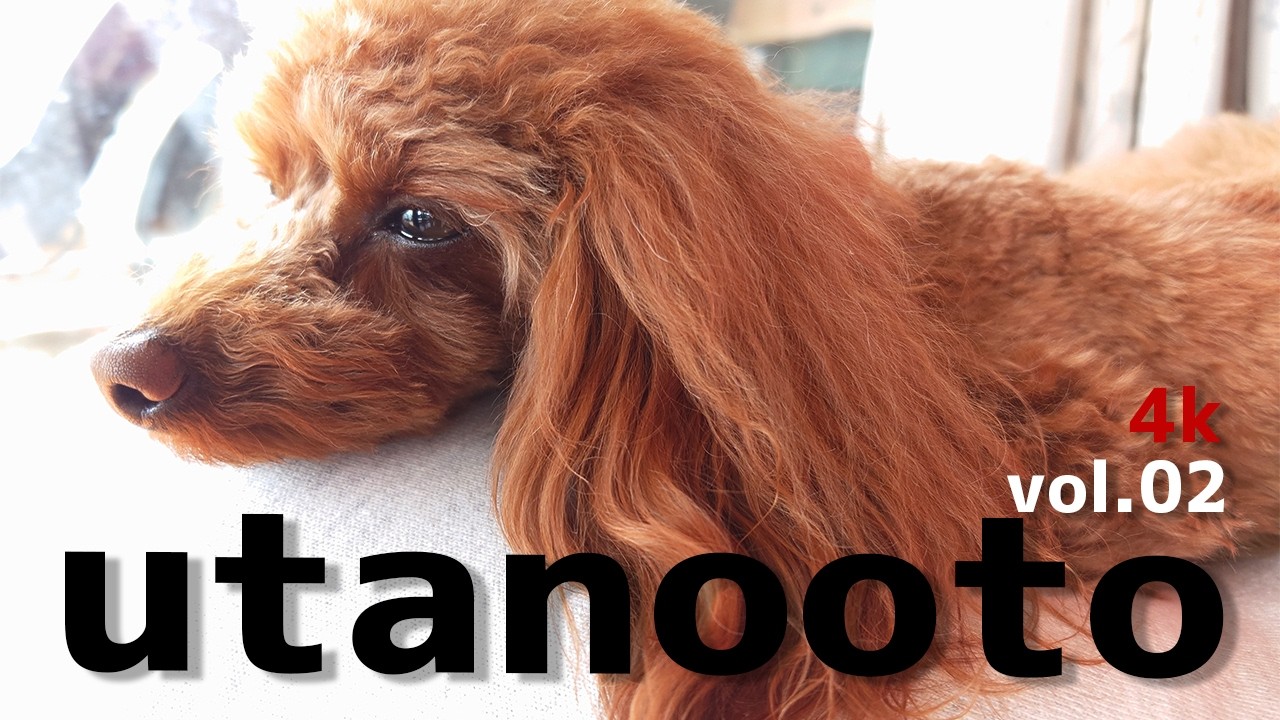 トイプードル　うたの友達