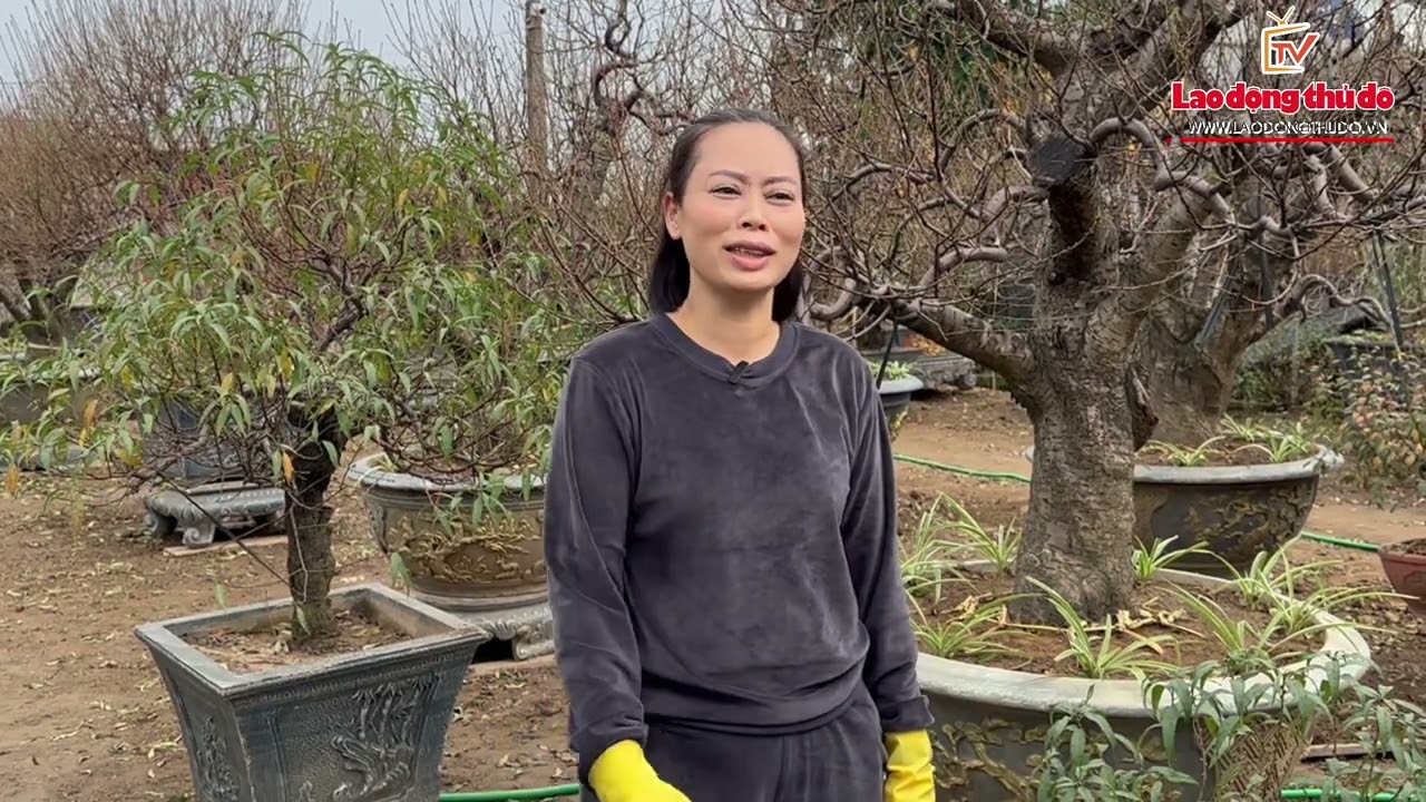 Vườn đào Nhật Tân 