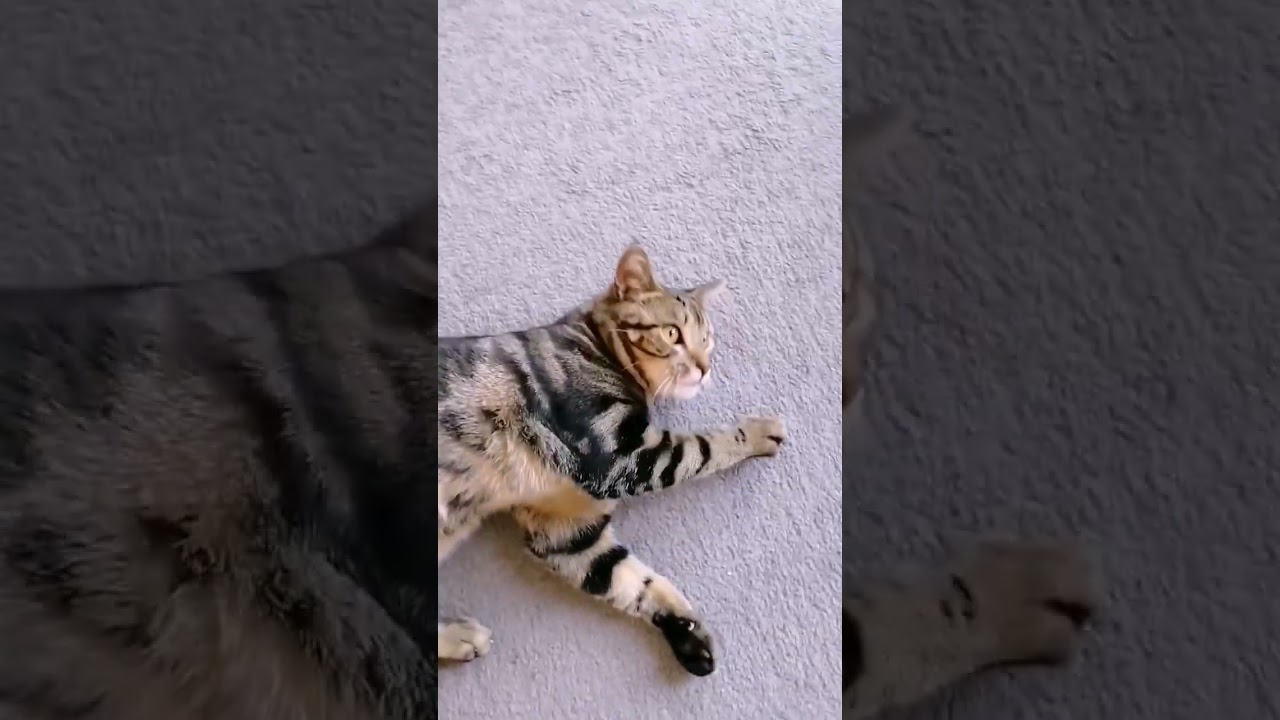 my cat has gone crazy!🙀🙀