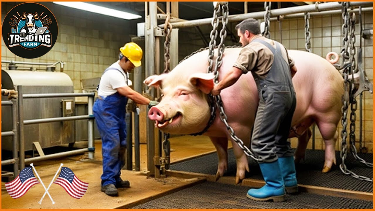 How Are Millions Of Pigs Raised Outdoors In The Us? - Pig Farm | Farming Documentary