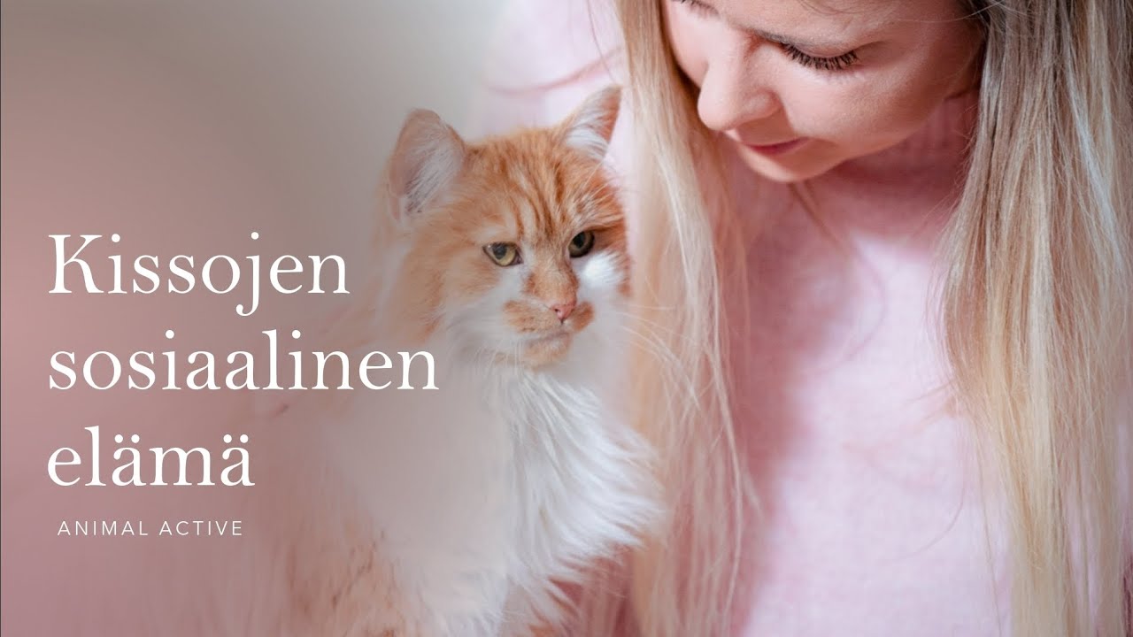 Kissojen sosiaalinen elämä - Lemmikkimessut Helsinki 20.4.2024