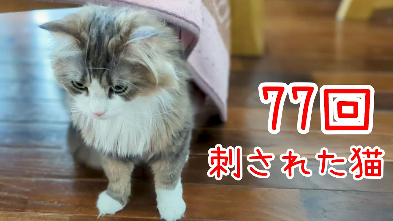 FIP治療最終日の注射の様子【猫伝染性腹膜炎】