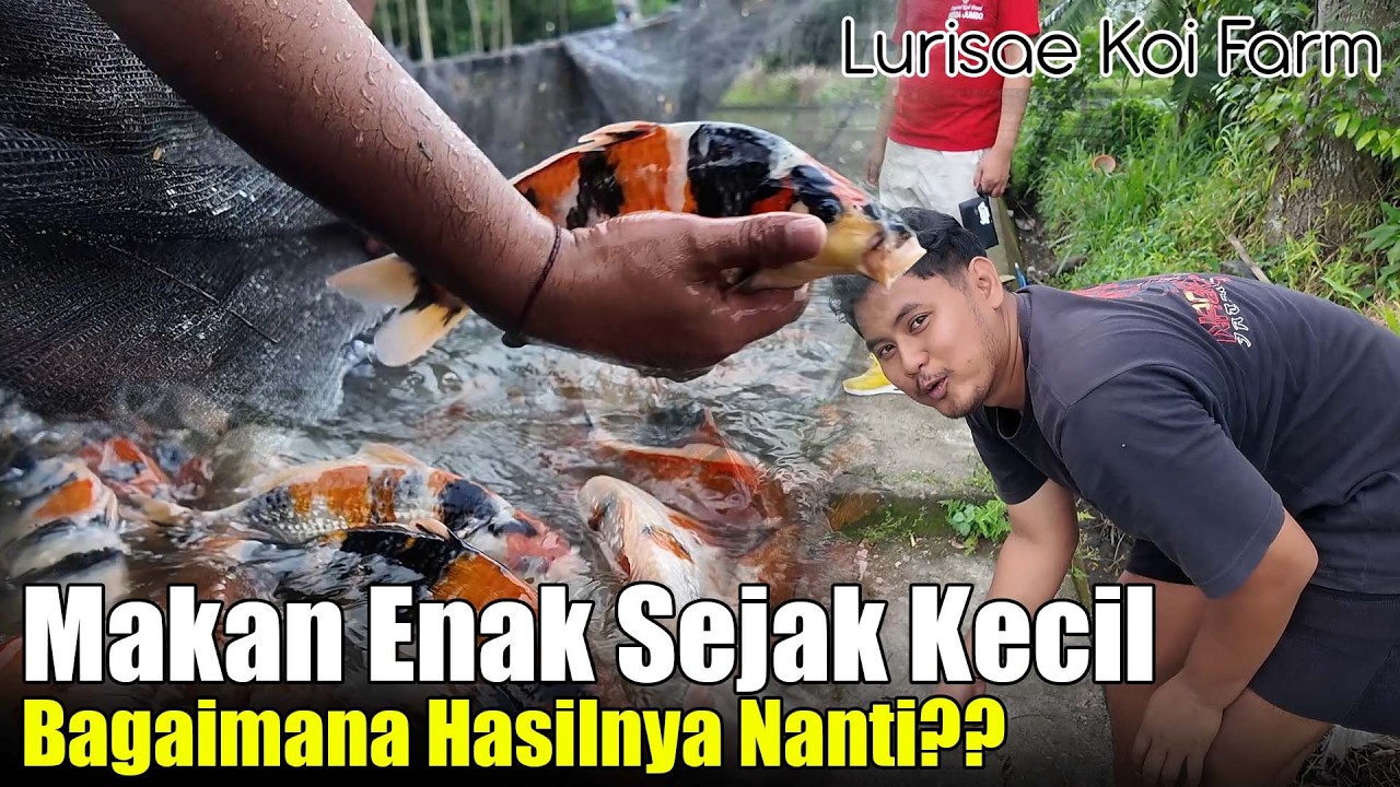 Lurisae Koi Bikin Ulah Ikan Masih Kecil Sudah Dikasih makan Mega Jumbo Apakah Enggak Rusak??