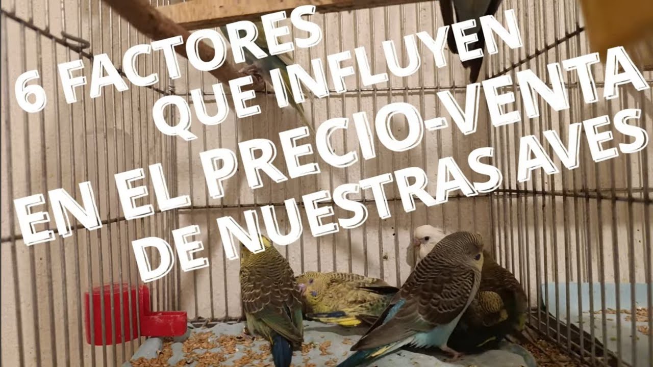 ¿Qué influye en el valor de las aves?
