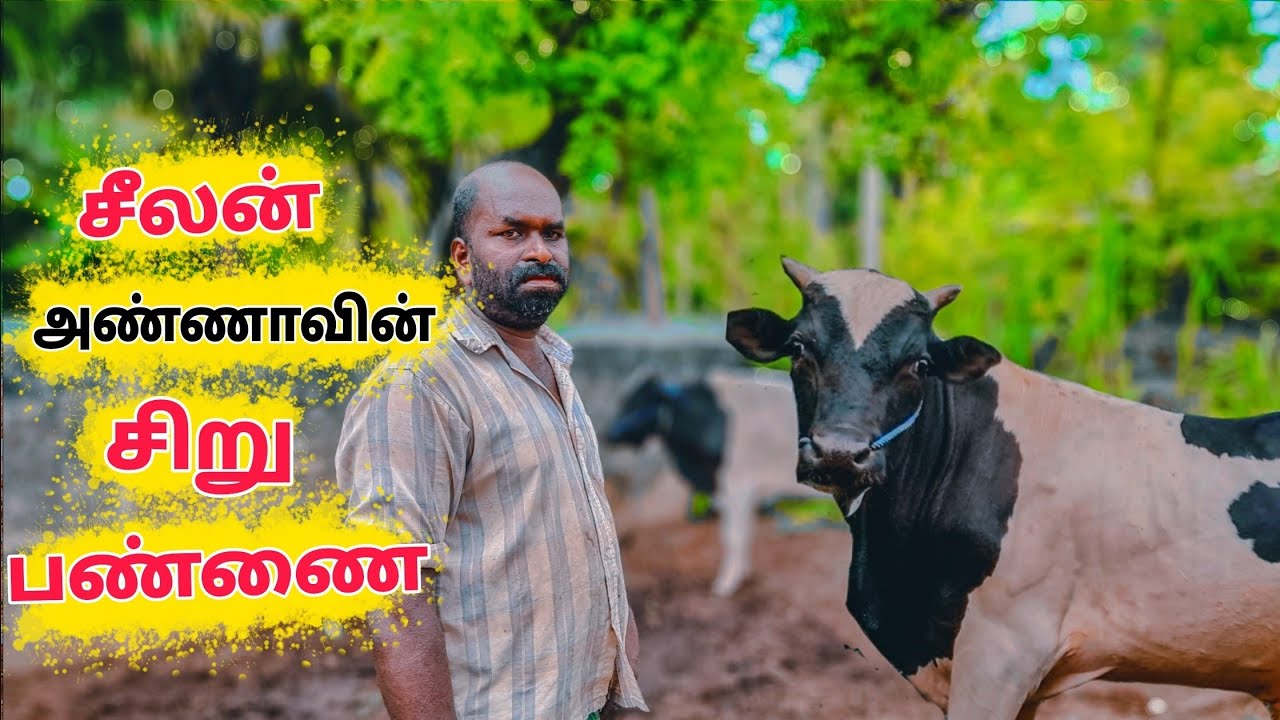 சீலன் அண்ணாவின் சிறு பண்ணை / Jaffna Cattle farm / Tamil Bros