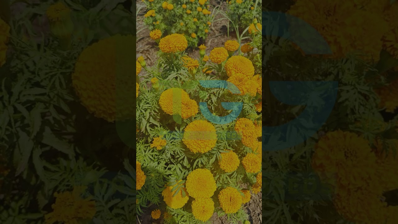 Hybrid Marigold TG-Veda Orange &ndash; High-Yield, Vibrant Blooms! Thrive Gene Seeds 🌼✨