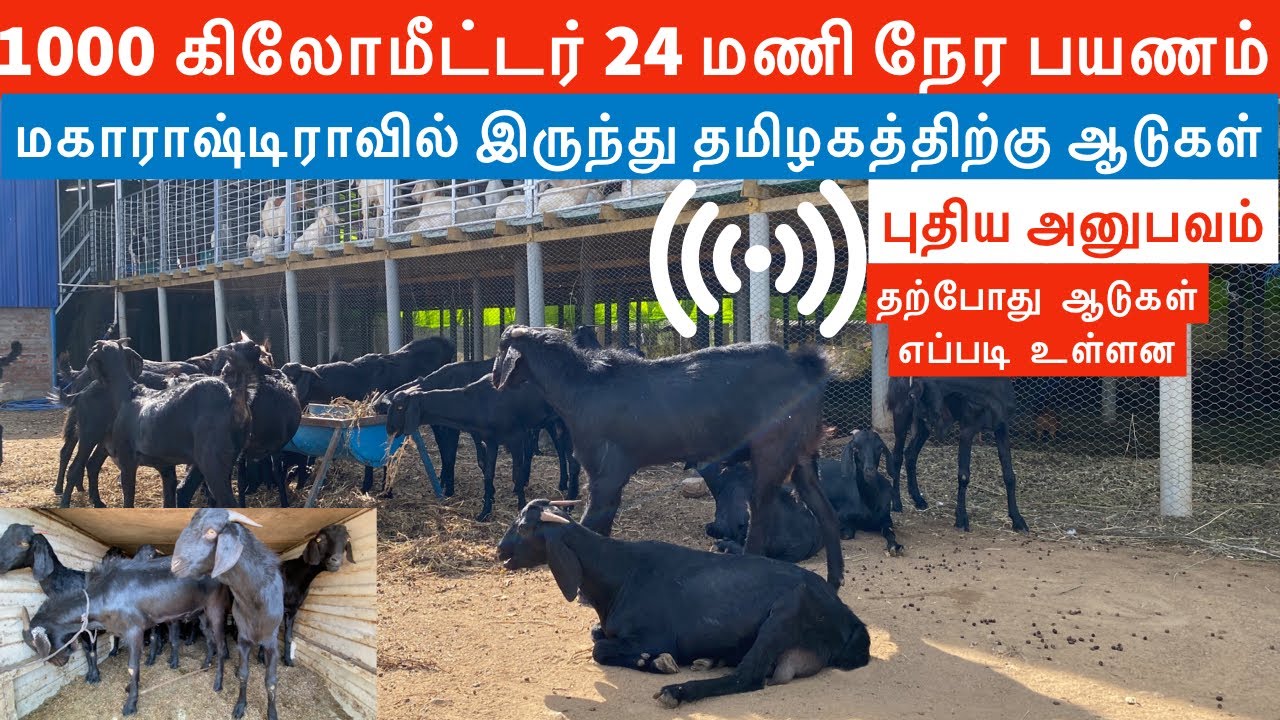 Osmanabadi goats in tamilnadu | Osmanabadi goat breed