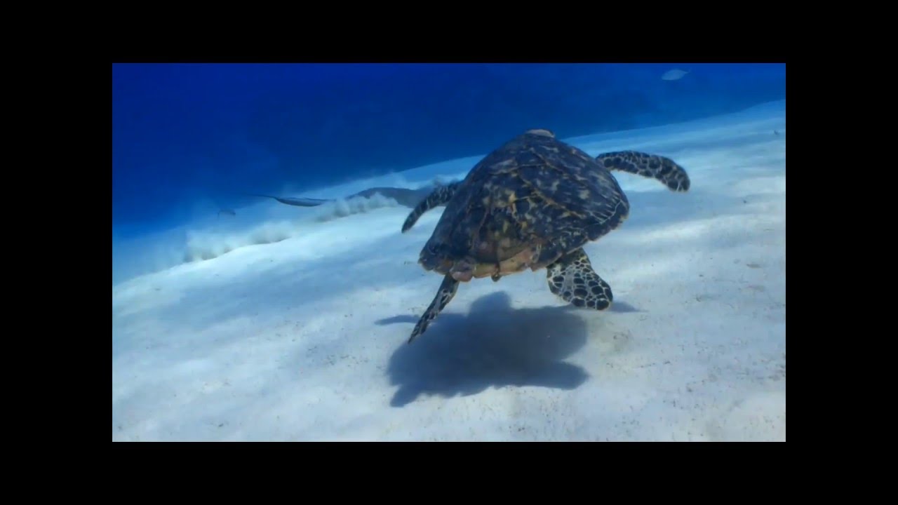 Momci&Gospoda - NIJE LAKO (Boyanne Mix, 2016.)