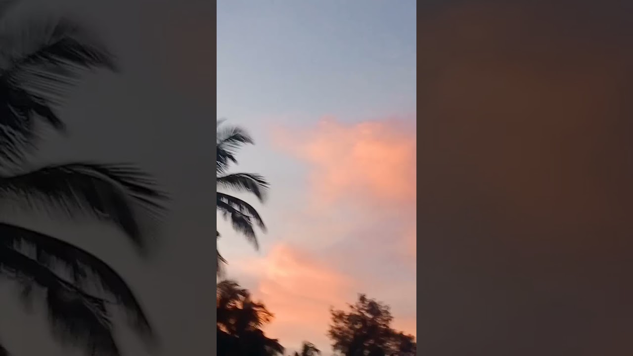 sunlight through the trees 