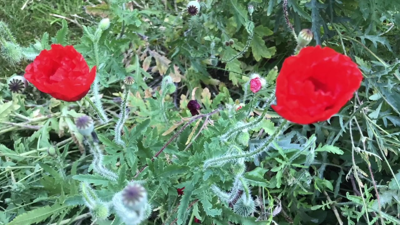 Réveil matin des coquelicots timelapse
