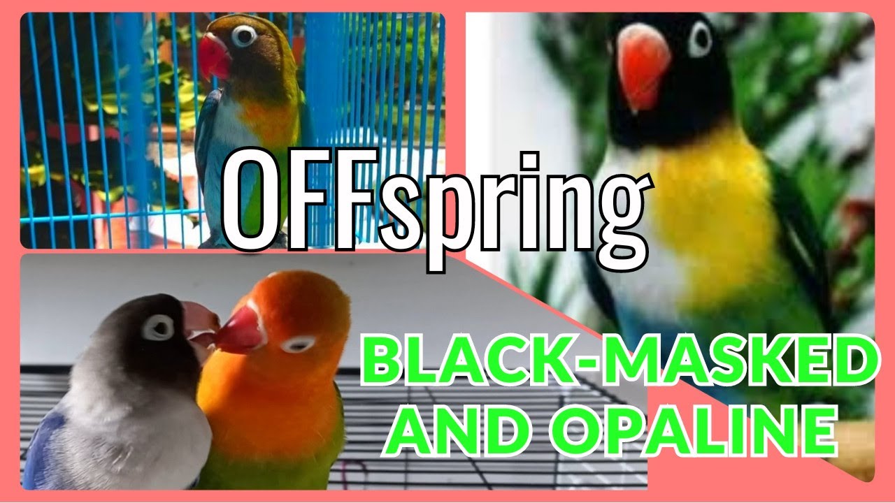 Lovebird breeding #birds#pairinglovebirds  #lovebirds#parrot#breeding#hybrid