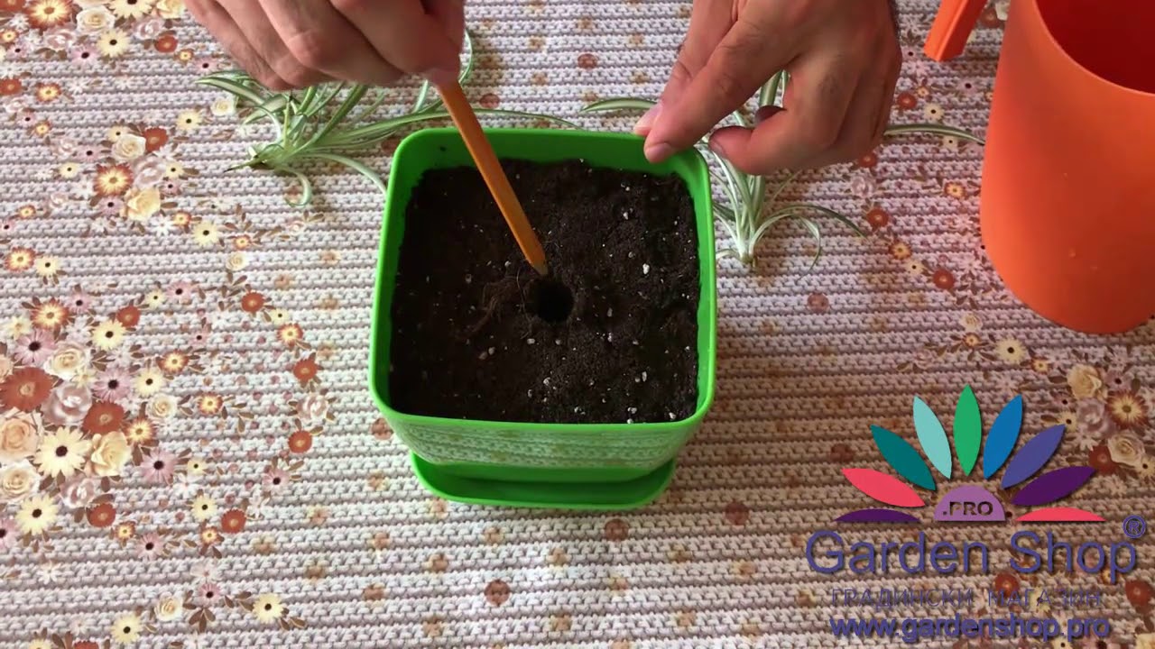 Come piantare una pianta d'appartamento Falangio (Chlorophytum comosum)