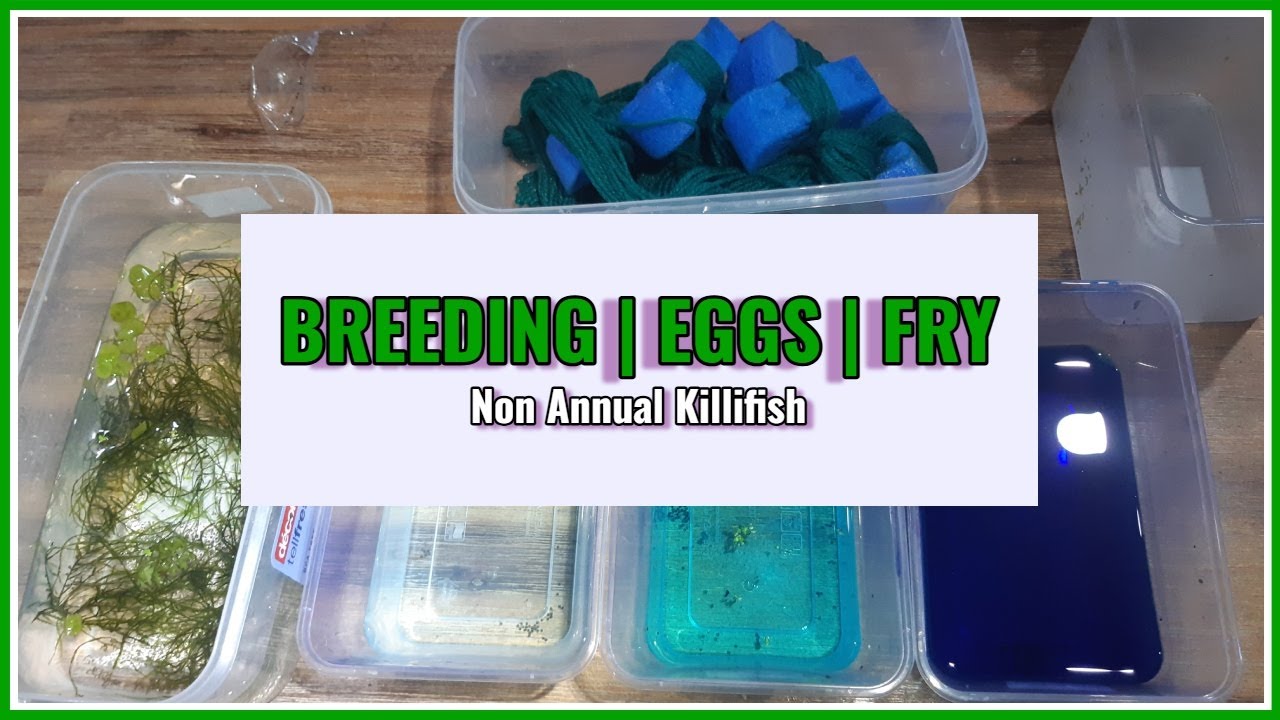 BREEDING - EGGS - FRY - How to Harvest and Hatch Non Annual Eggs for high hatch rates #killifish