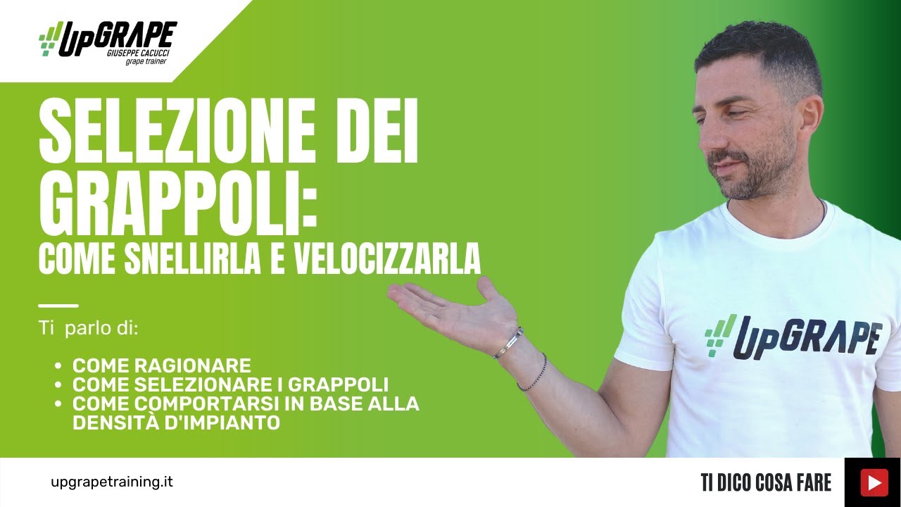 Selezione dei grappoli: come snellirla e velocizzarla