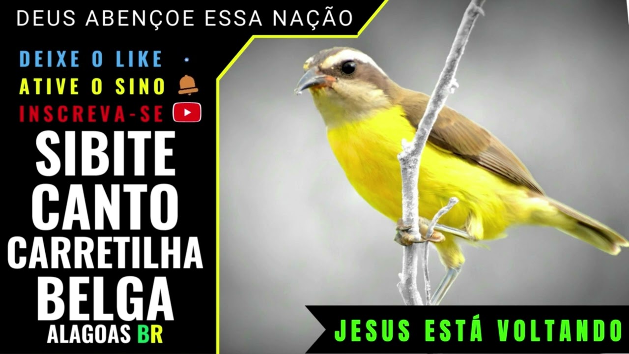 🟢 - SIBITE CANTO CARRETILHA BELGA CORRIDO - ALAGOAS BR