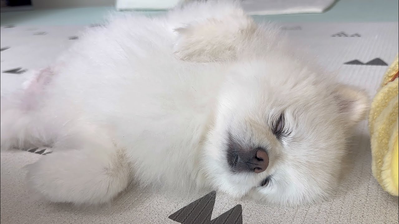 뚜비가 기절한줄 알고 깜짝 놀랐아요..