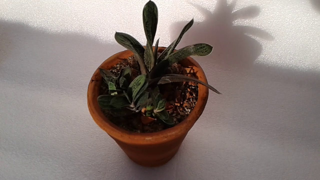 Гастерия (Gasteria) - суккулент 🌵