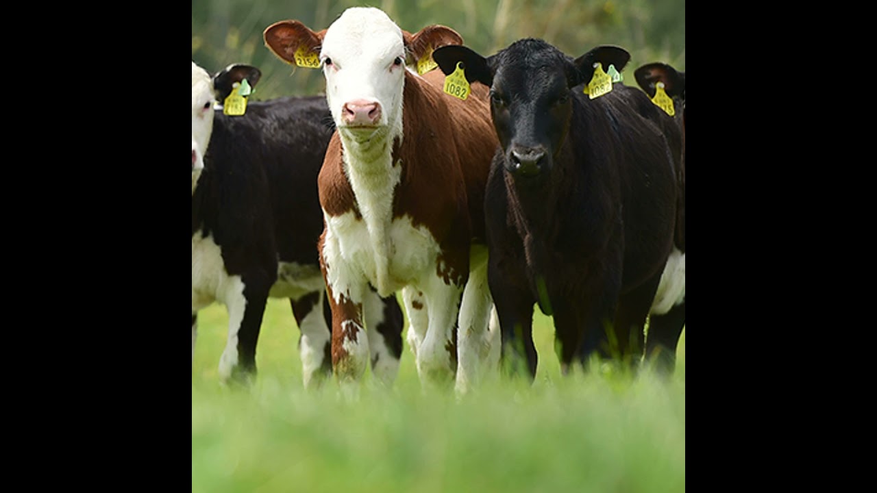 Tipperary Calf to Beef Demo Farm Update