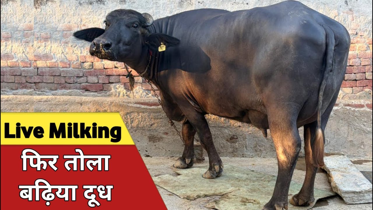 फिर तोला बढ़िया दूध, 2nd Live Milking, घर की पाली शानदार भैंस || at Sanjeet Dairy Farm (9466006410)