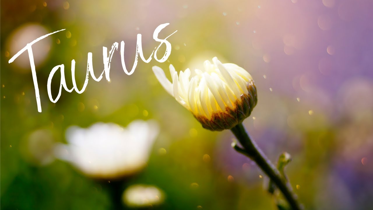 Taurus🌿Chin Up! Someone New & Amazing Coming!🌿Energy Check In