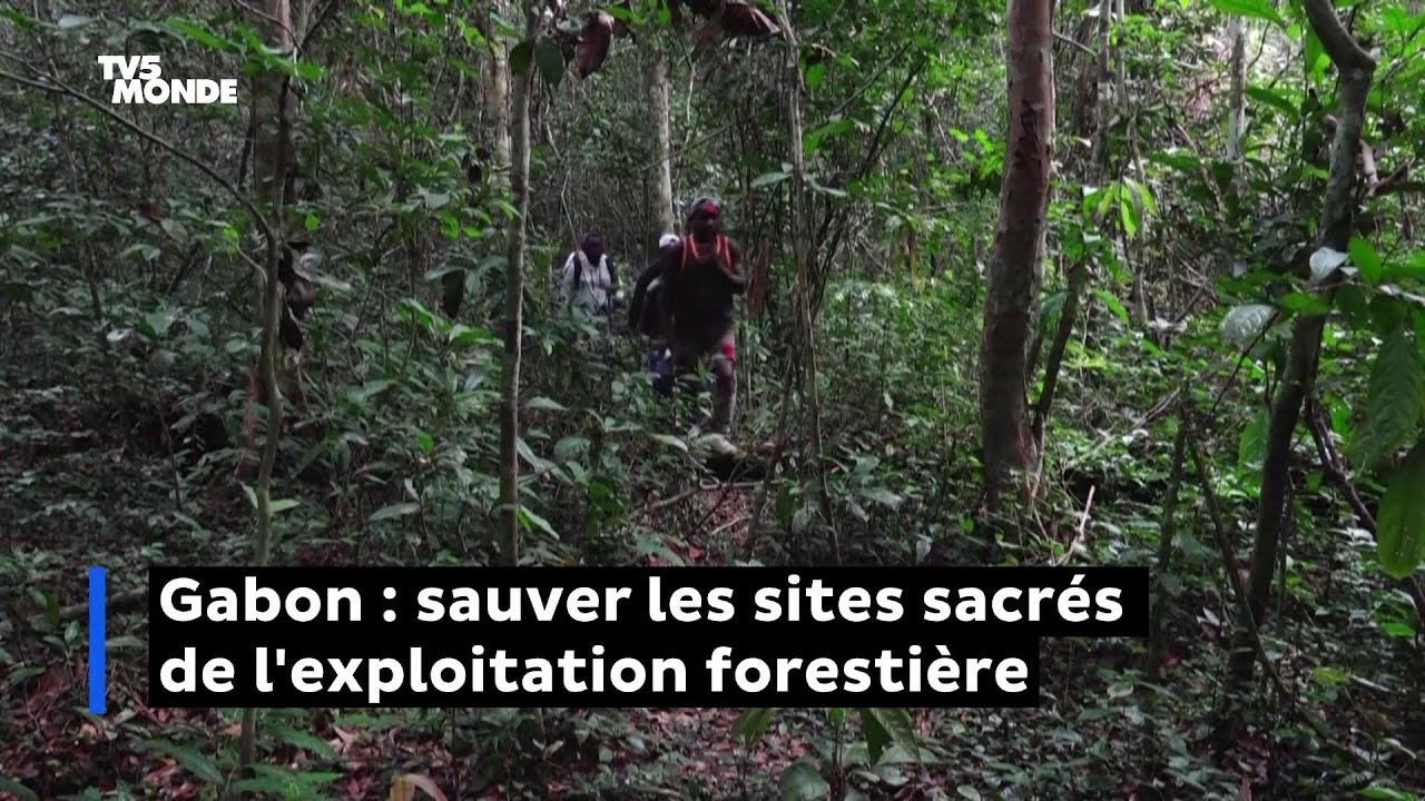Gabon : sauver les sites sacr&eacute;s de l'exploitation foresti&egrave;re