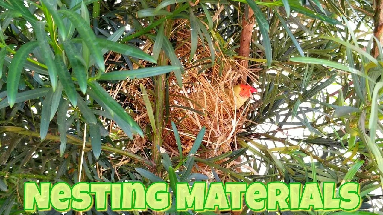 Birds building nest in a colony | Nesting materials for your finches #aviary #birds #burung #nest