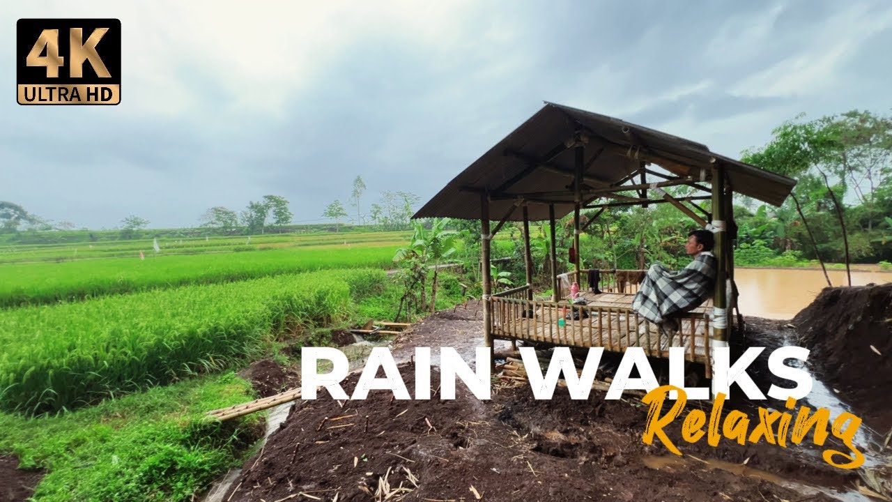 Walking in Rain Through Paddy fields in my villages | Relaxing ASMR Sleep Sounds 