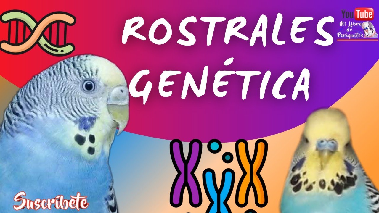 Curso de Genética en Periquitos Rostrales 😱 Creamface Cara amarilla tipo I