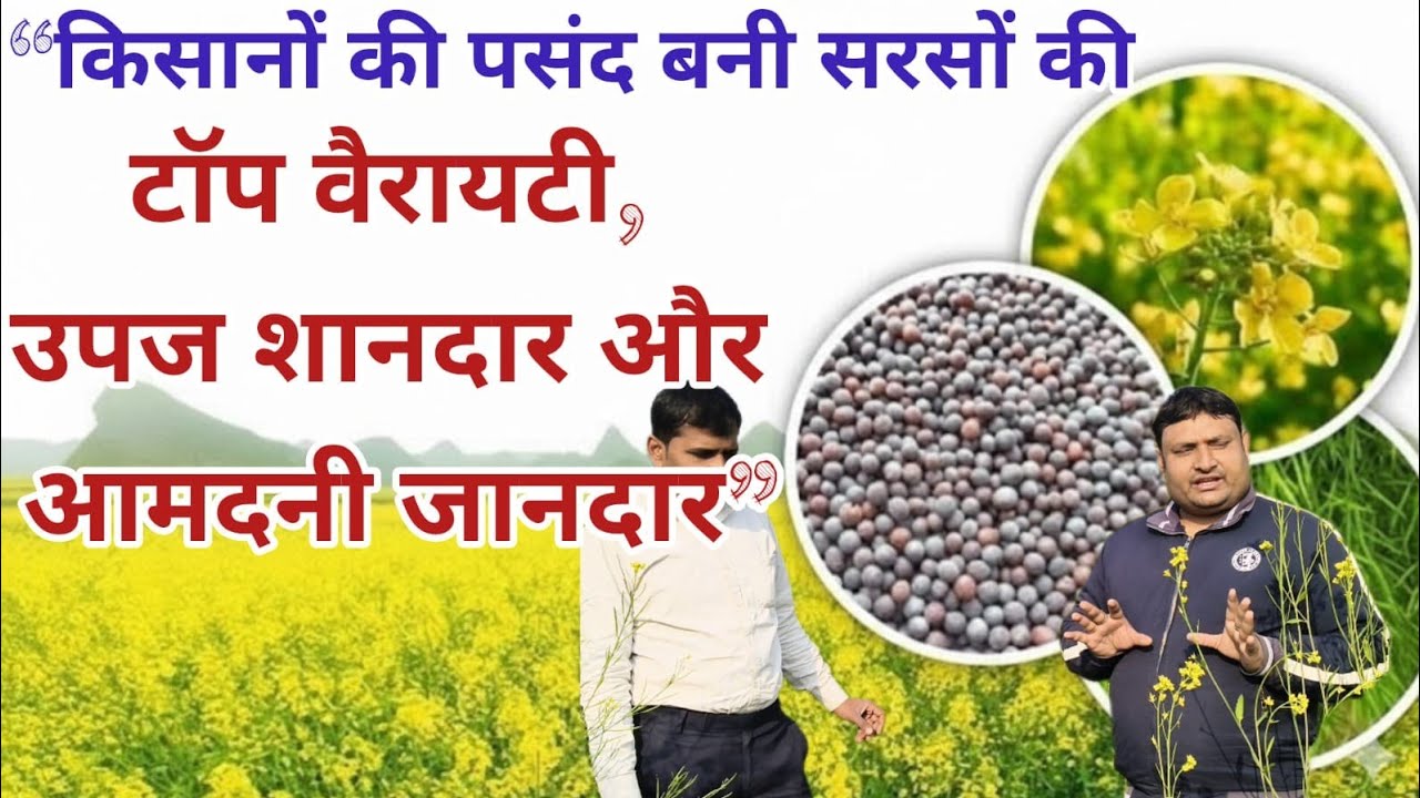 सबसे आधिक उपज देनें वाला सरसों बीज || High produce mustard