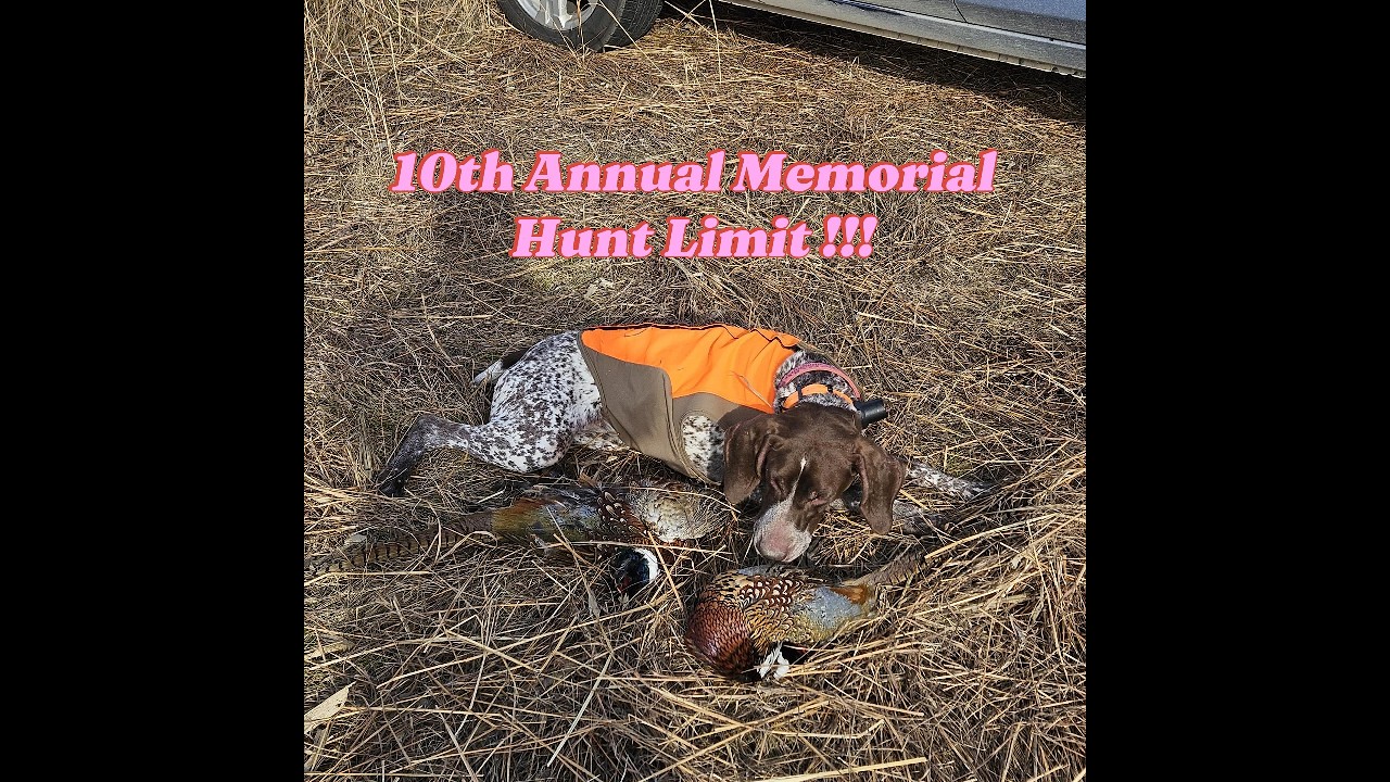 FAC Memorial Pheasant Hunt #pheasanthunting #publiclandhunt #viralvideo #germanshorthairedpointer