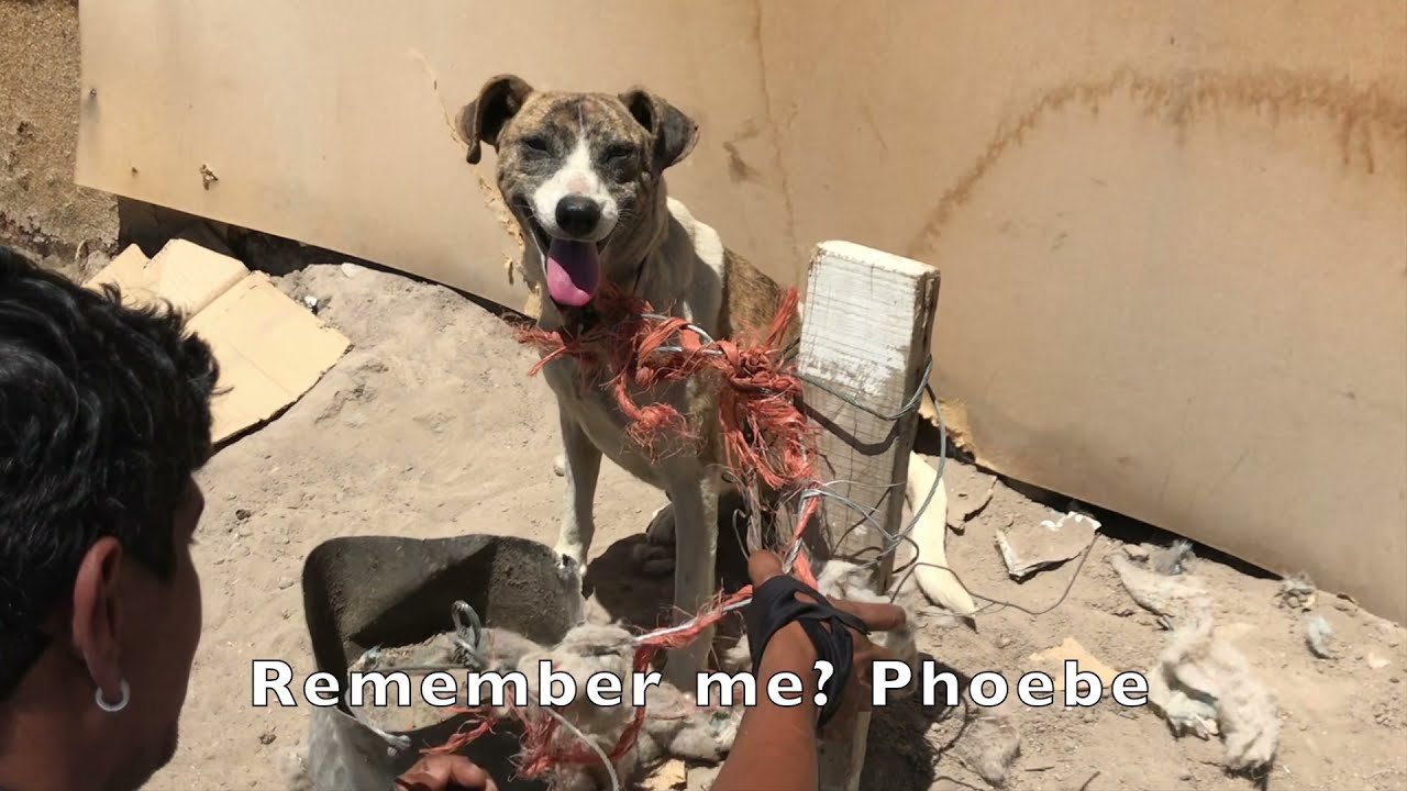 Old Dog Chained In Blazing Heat- Update!