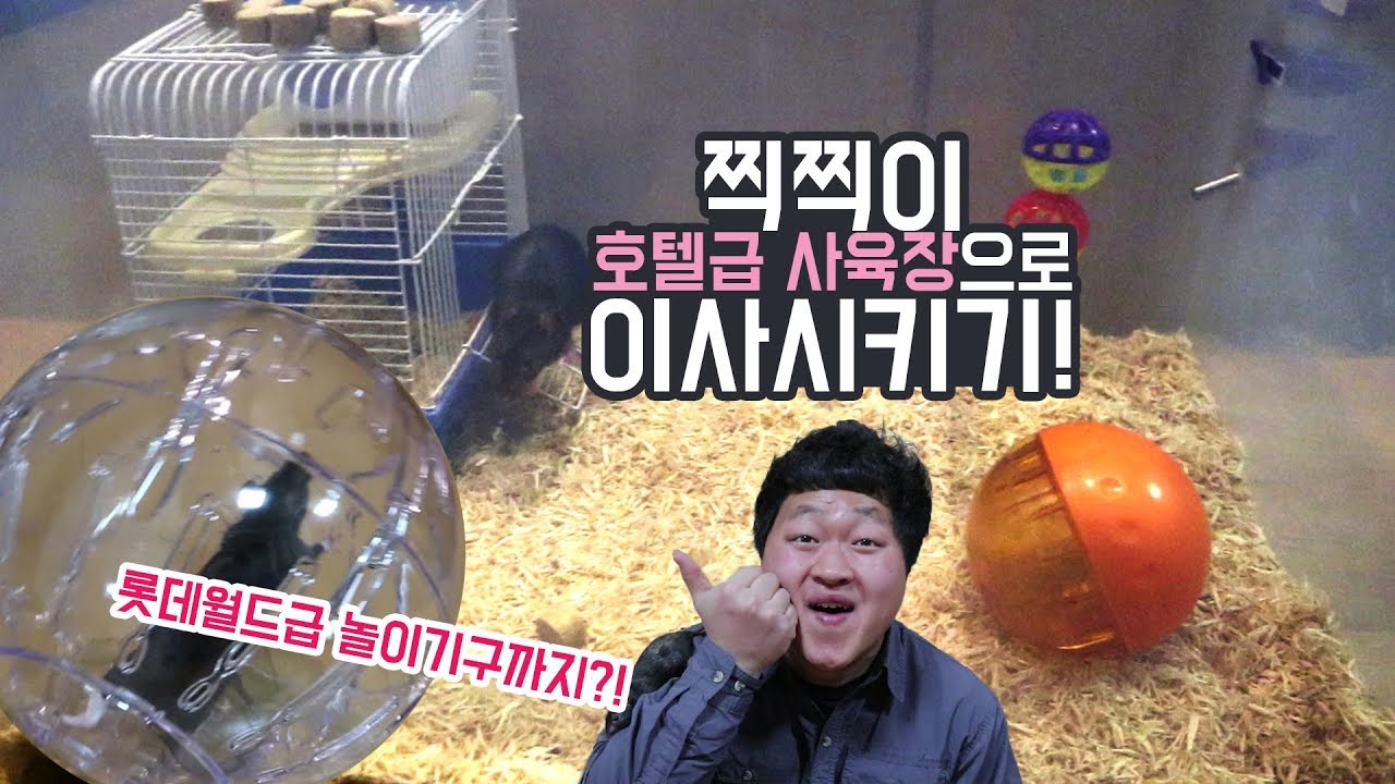 [도깨비] 쥐 호텔급 사육장으로 이사 시키기! 호텔급 놀이기구 선물 까지~!
