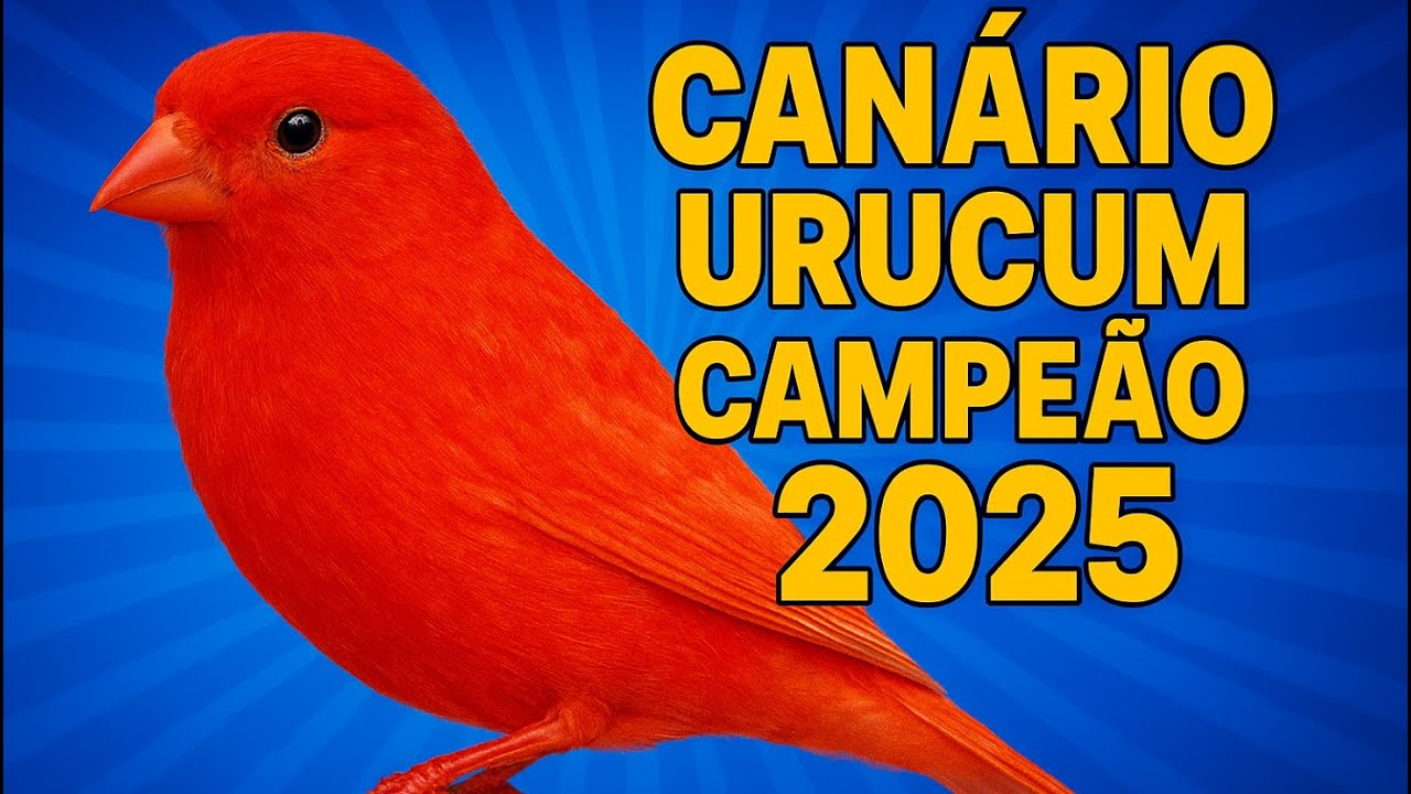 Canário Urucum Vermelho Nevado - Campeão Brasileiro FOB 2025 - Criador Leonardo Rodrigues 