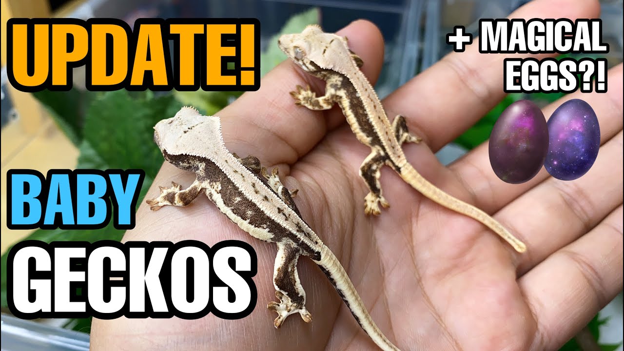 Crested gecko babies UPDATE + MAGICAL gecko eggs!