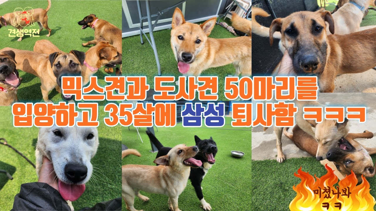 30대중반의 나이에 도사견과 믹스견 50마리를 입양하고 대기업을 그만뒀습니다. #도사견#진도믹스