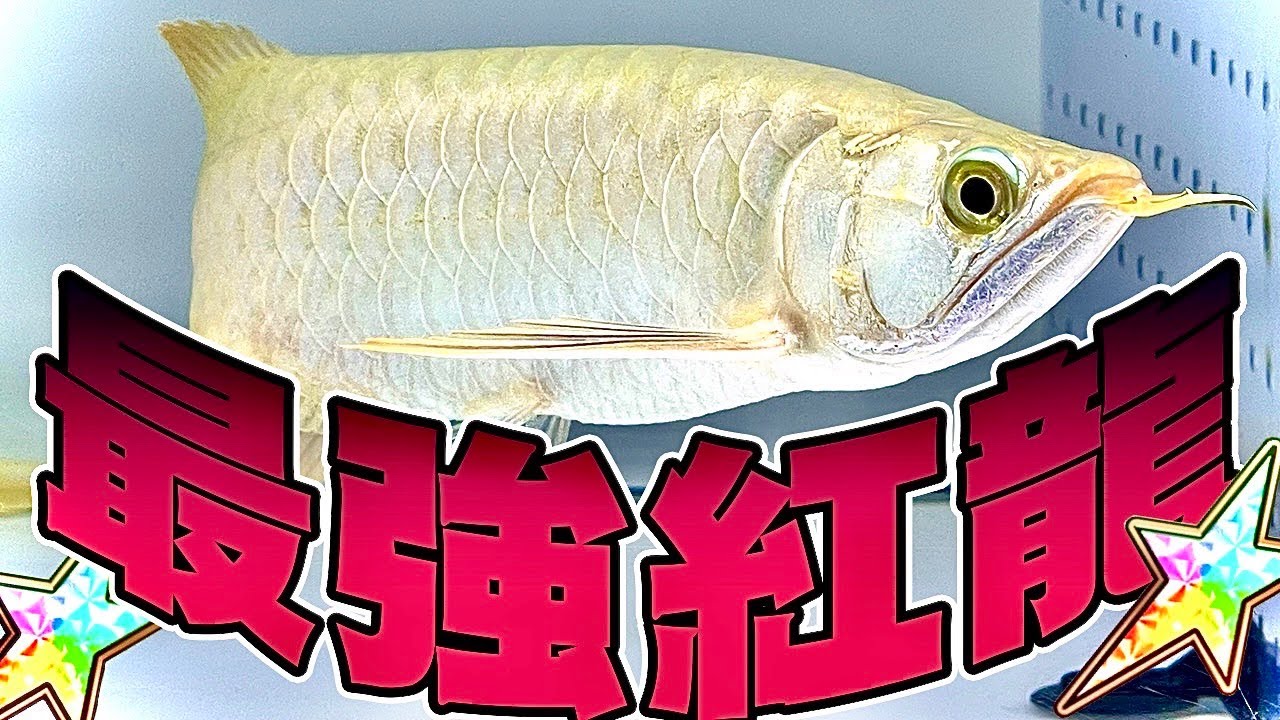 超S級アロワナ紅龍がやって来た！この血統半端じゃない・・・。