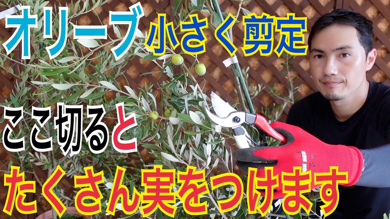 【オリーブ】小さく維持する剪定とたくさん実がなる育て方を実践で解説します！【園芸】【ガーデニング】【造園】