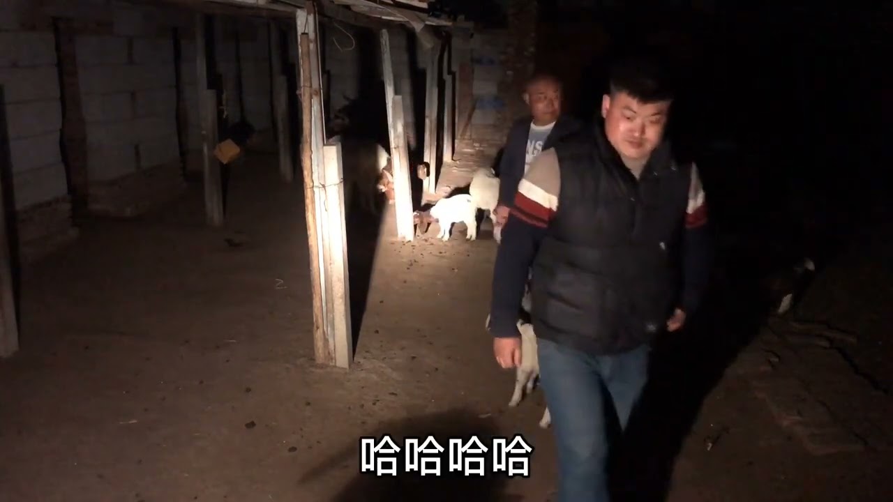 养羊遇到反刍问题不用打针吃药，土方法解决大问题，简单有效