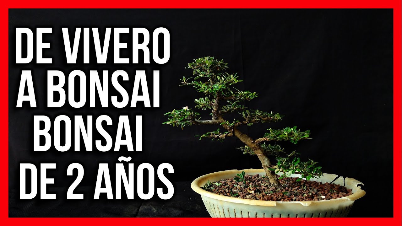 DEFINICION DE DISEÑO COTONEASTER MICROPHYLLUS pre bonsai cultivado en colado BONSAI ECHO ARBUSTO