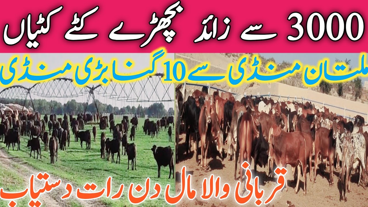 Pakistan Biggest Cow Farm Near Multan Cow Mandi | Samsons Farm || Global Village Farming