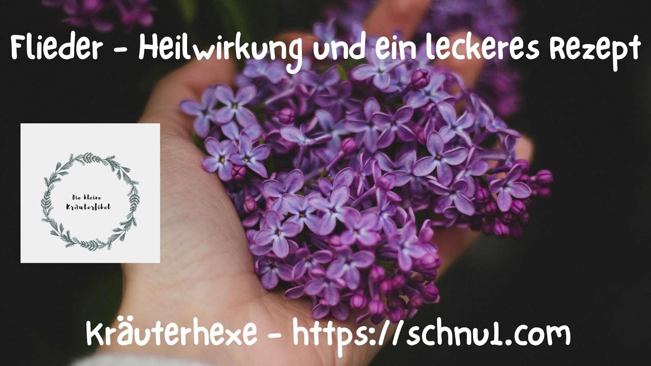 FLIEDER - HEILWIRKUNG und ein leckeres Rezept