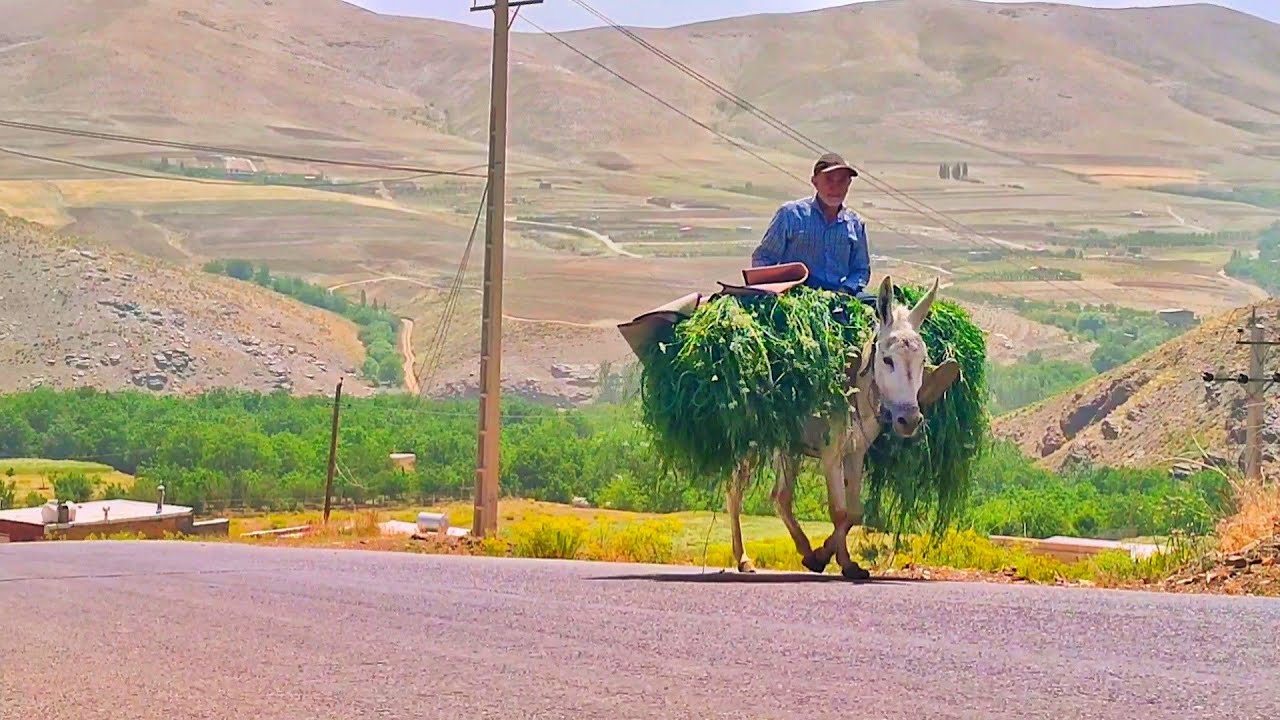Village Life Iran: A Day in a Village - Farmers Working on Their Lands