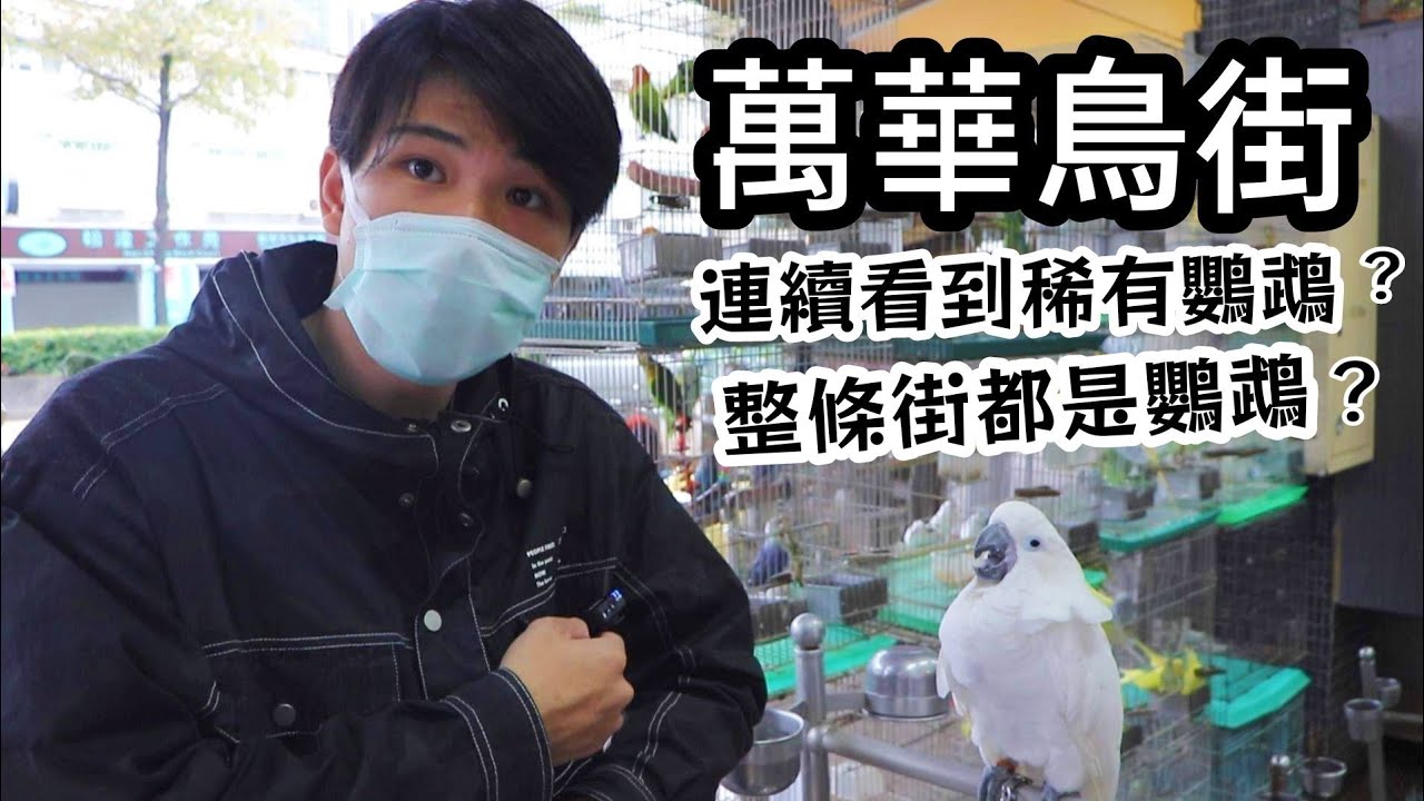 前往萬華鳥街!整條街都是鸚鵡?!稀有鸚鵡連續出現?!(ft.大豐鳥園 | 精鵡瘋雲