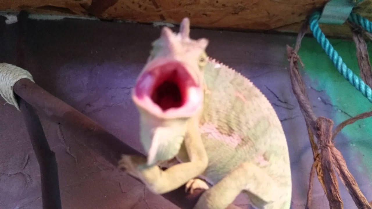 Jemenchamäleon angry