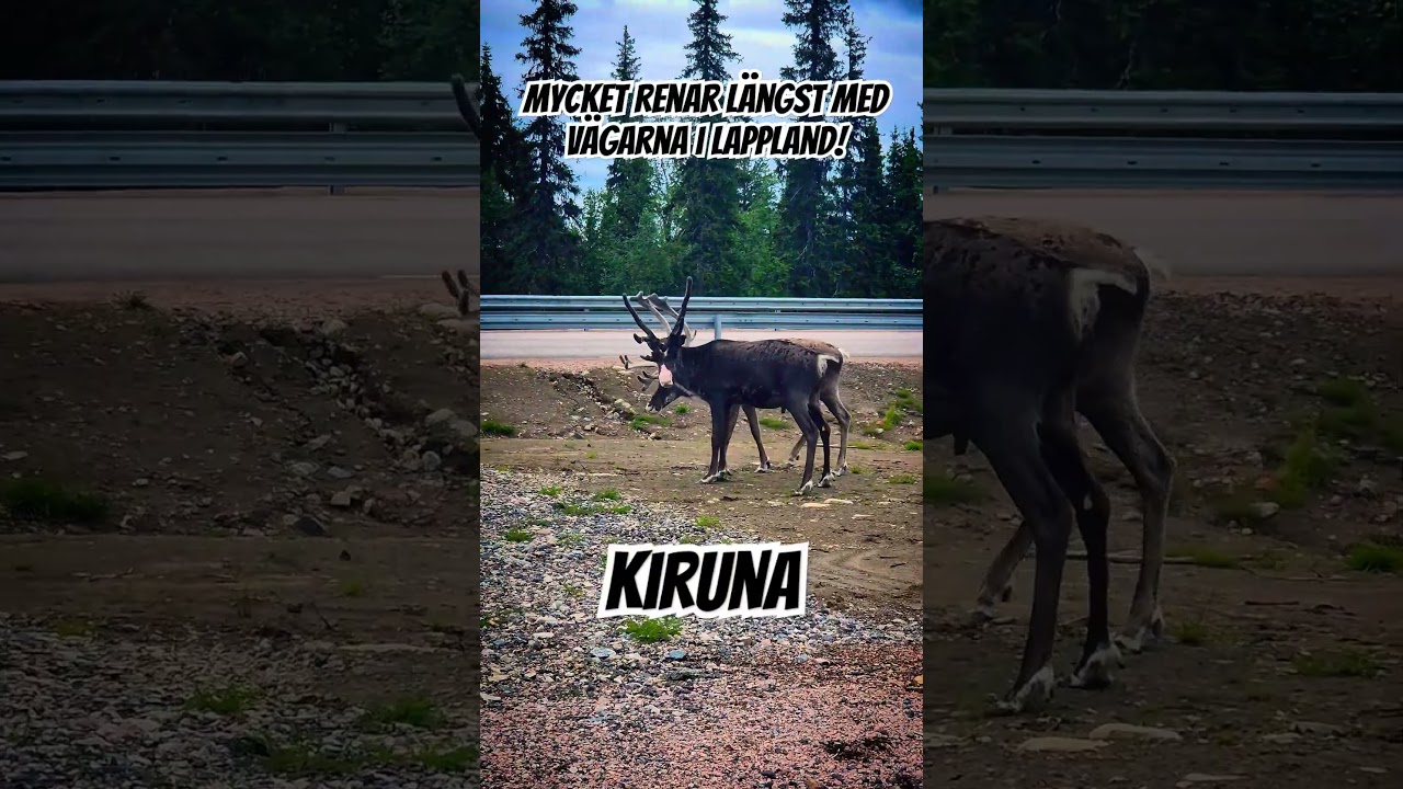 Renar i Lappland 🌲 #friluftsliv #naturliv #skogen #lappland #ren #raindeer #kiruna