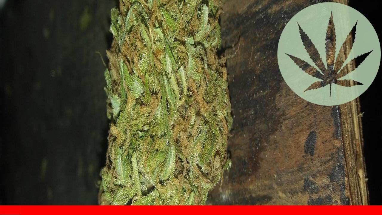 Sour Tangie - All About This Strain