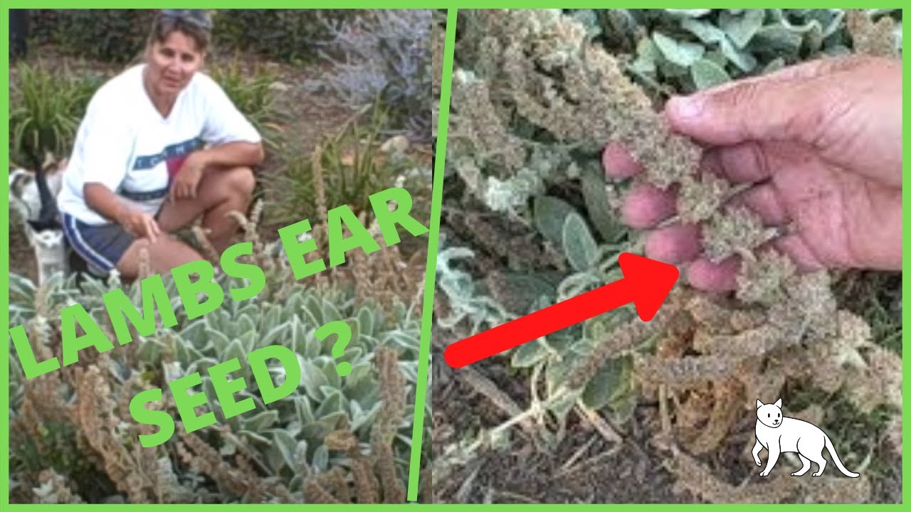 Collecting Harvesting Seed from Lambs Ear Stachys Byzantina